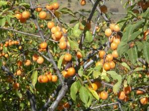 Ciruelo (Prunus divaricata).